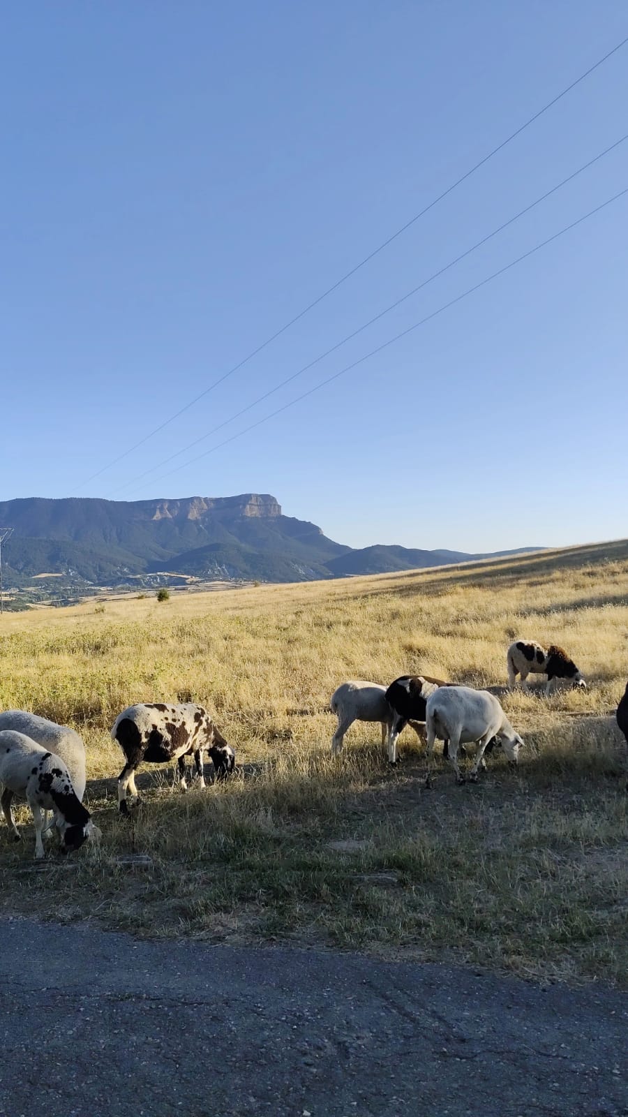 Lo Pirineu aragonés, una victima más d’a cudicia humana